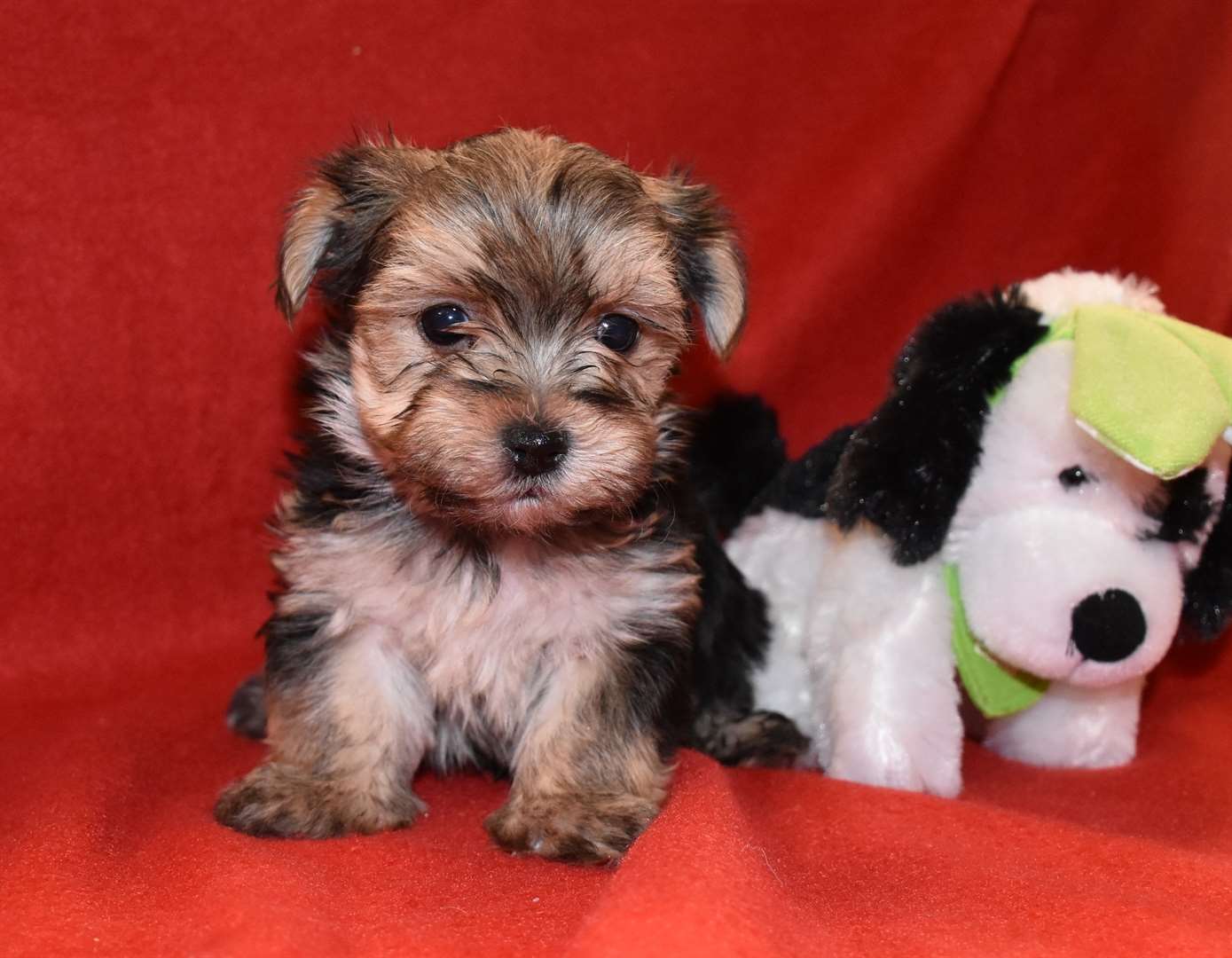 KELOLAND Classifieds Sioux Falls, SD KELOLAND