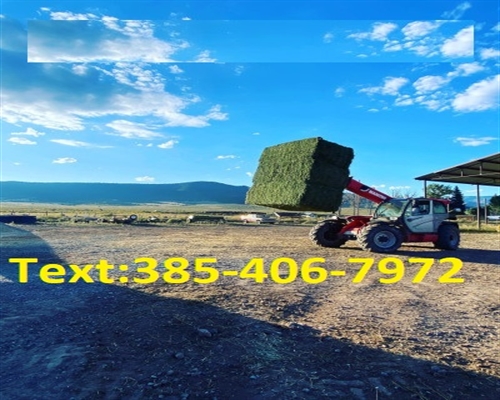 84038