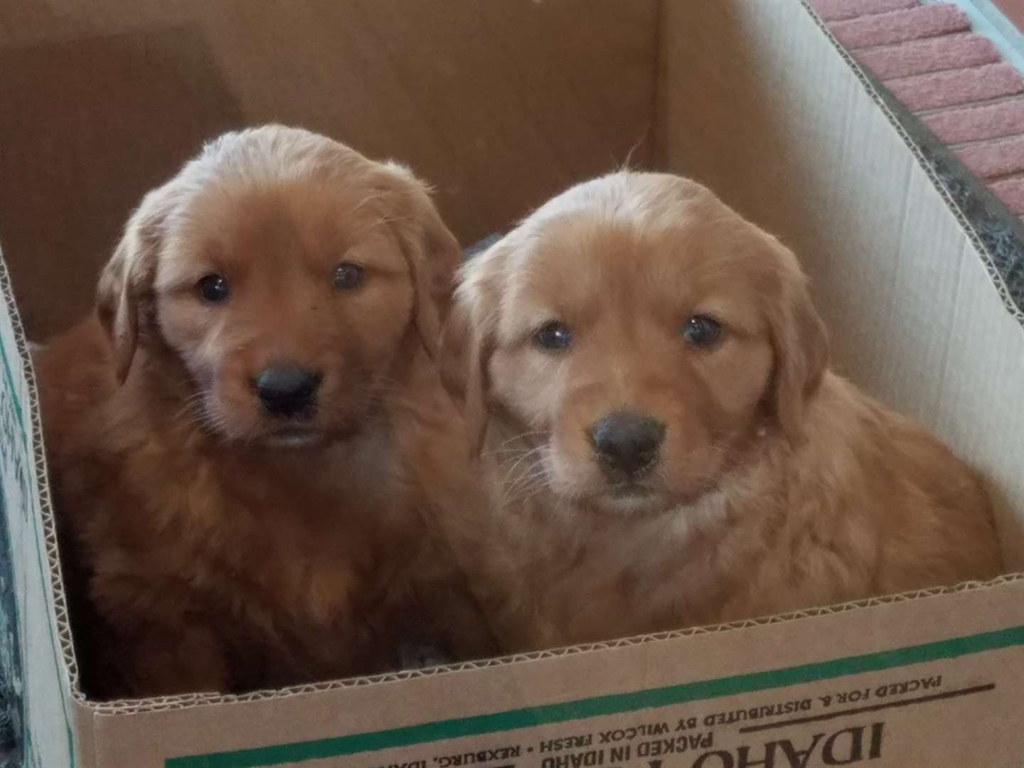 56 Top Images Puppies For Sale In Sioux Falls Sd - Sioux Empire Pit Rescue Sioux Falls Sd