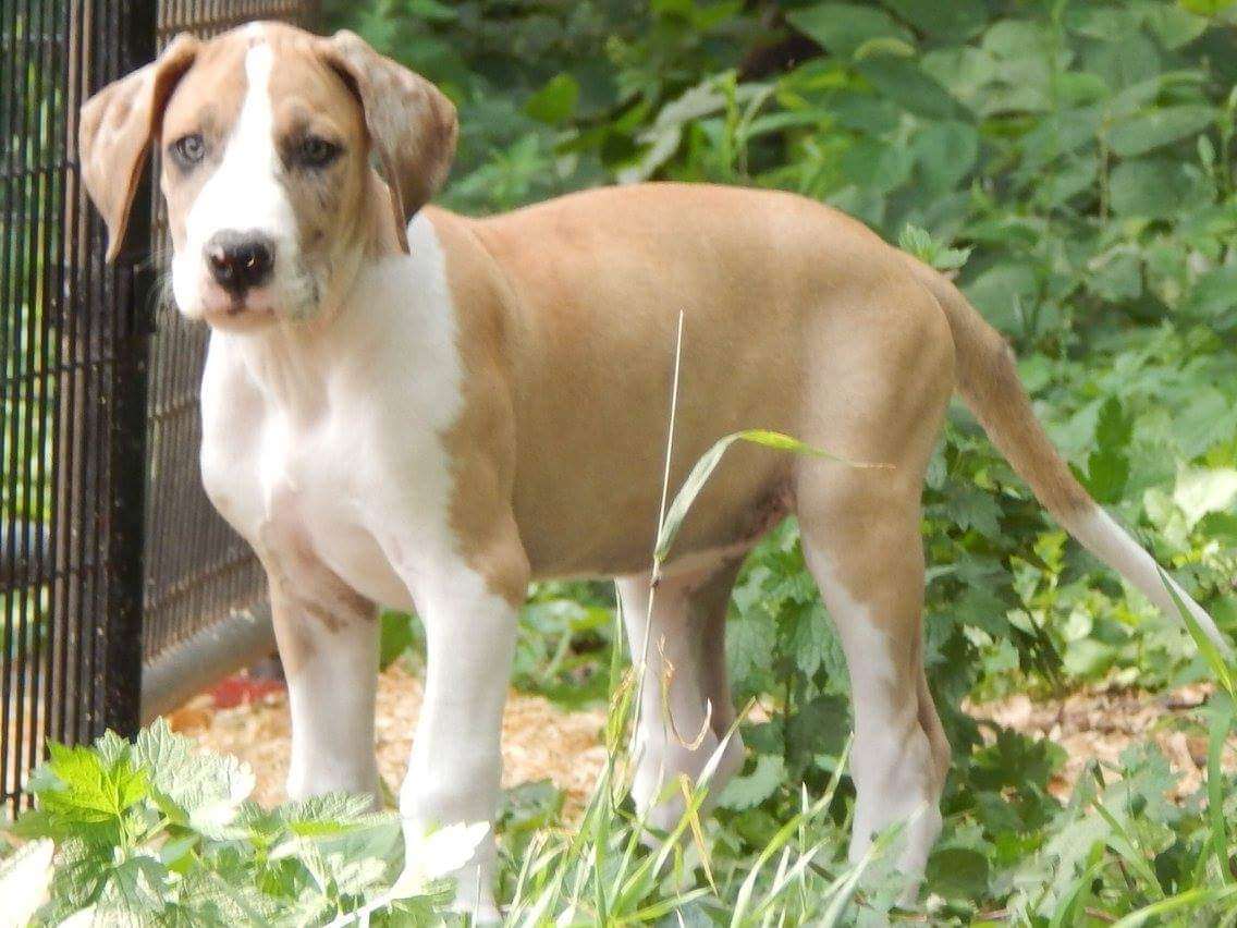fawn mantle great dane