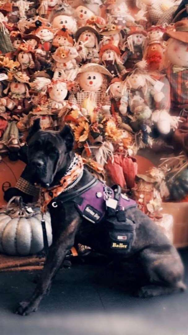 How Much Does A Cane Corso Cost The Complete Buyers Guide