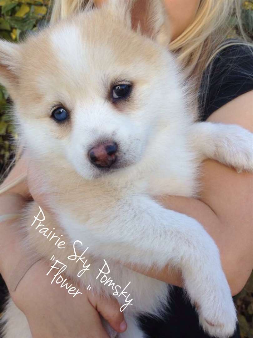 cream pomsky