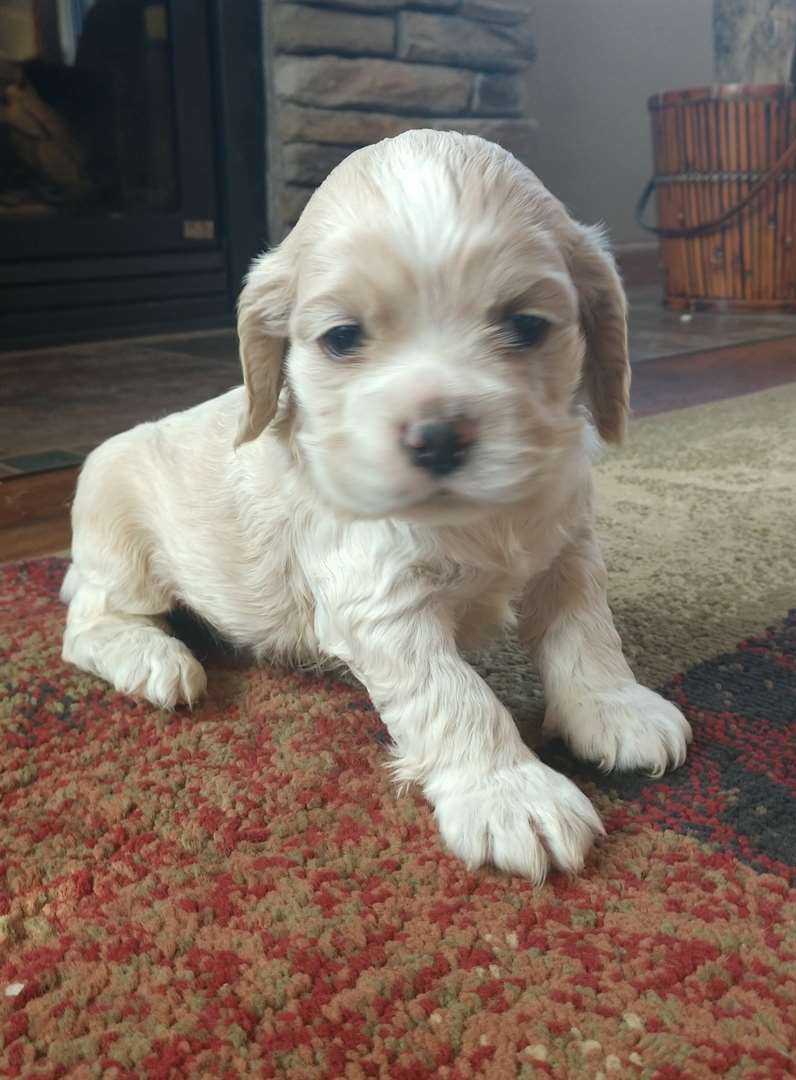 KELOLAND Classifieds Sioux Falls, SD KELOLAND