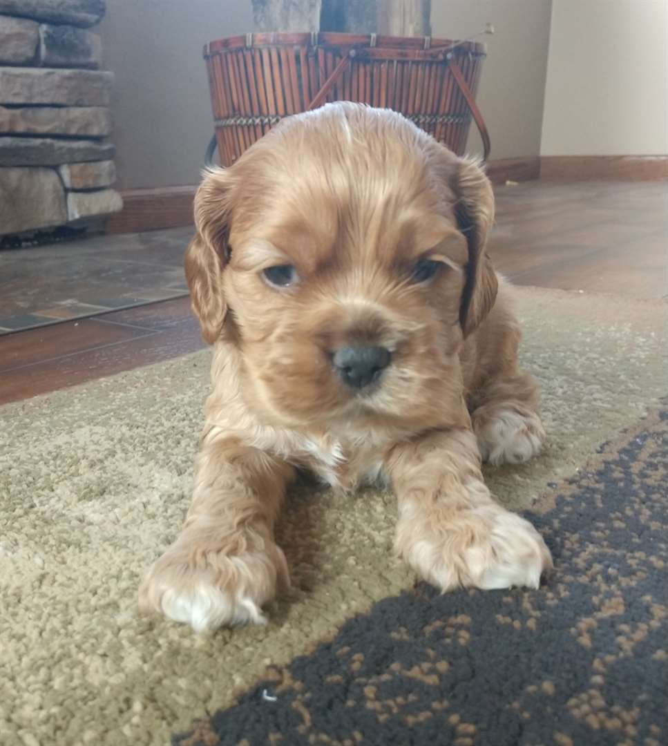 KELOLAND Classifieds Sioux Falls, SD KELOLAND