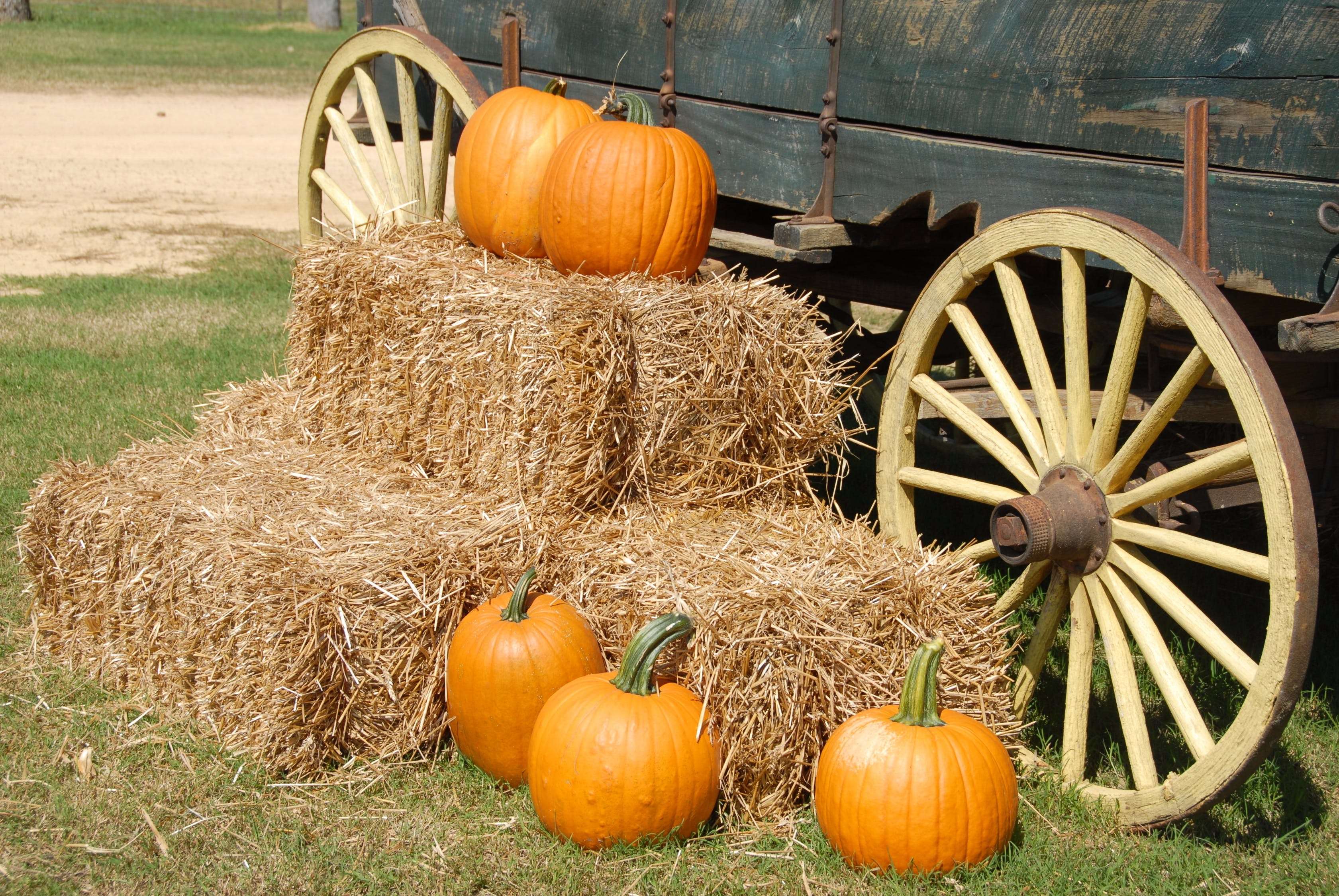 pumpkins-near-wagon