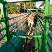 2021 CHUTE HELP DUAL ALLEY STOPS